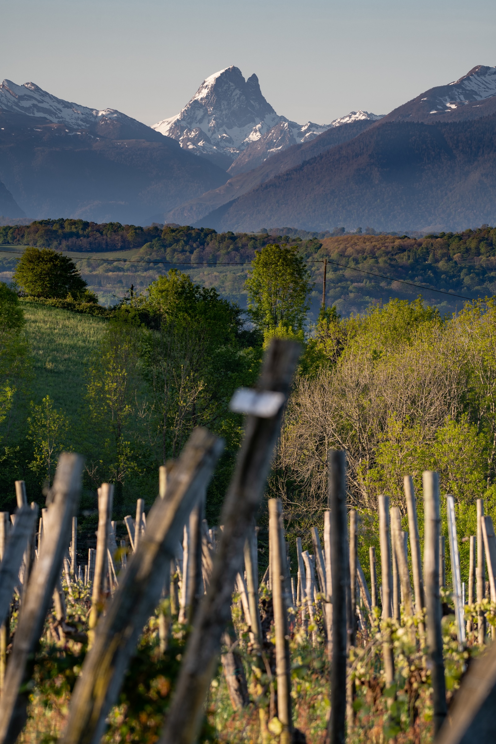  L'Ossau avec les vignes du Jurançon en premier plan